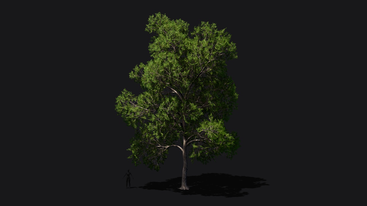 Media 1 for listing Ash tree game ready low poly