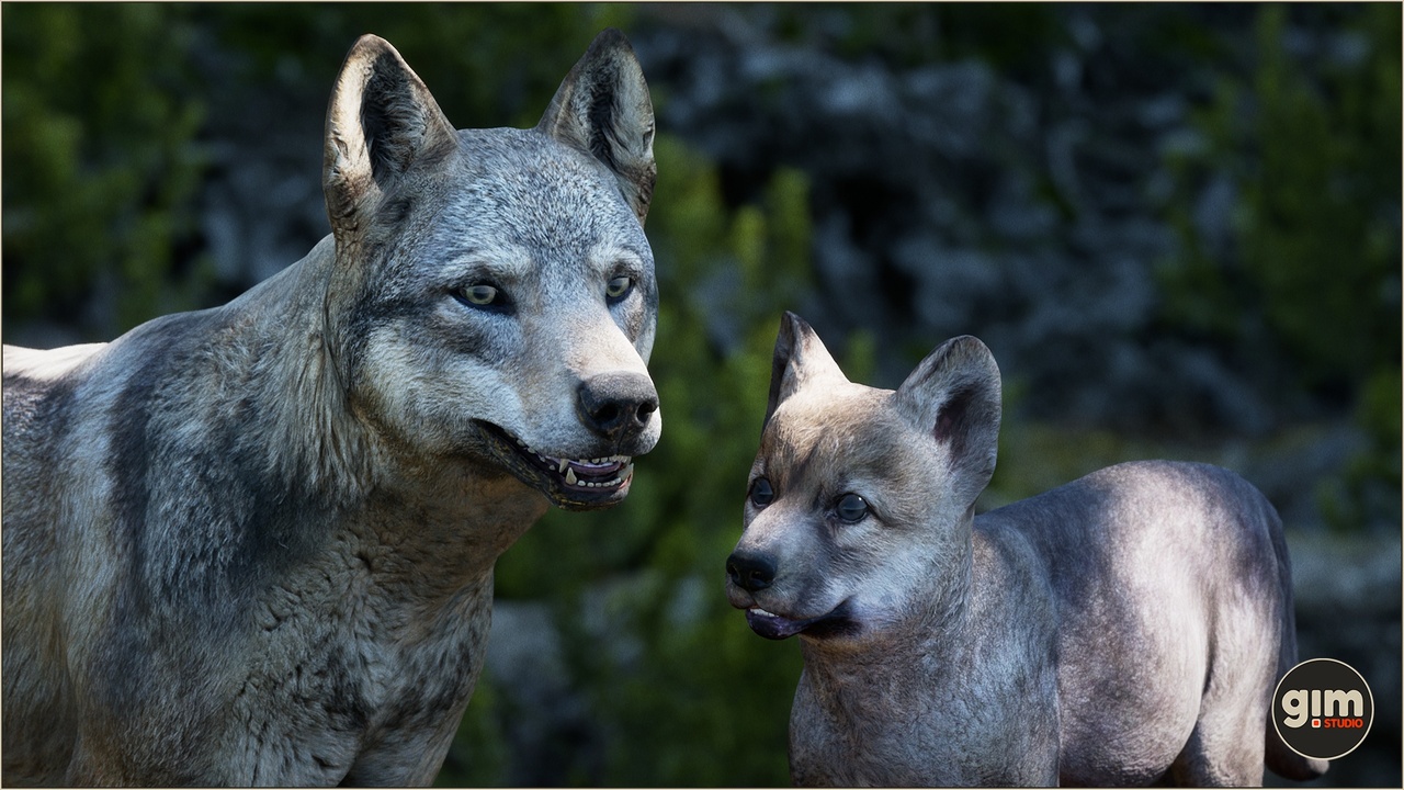 Media 1 for listing Animalia - Gray Wolf (pack)