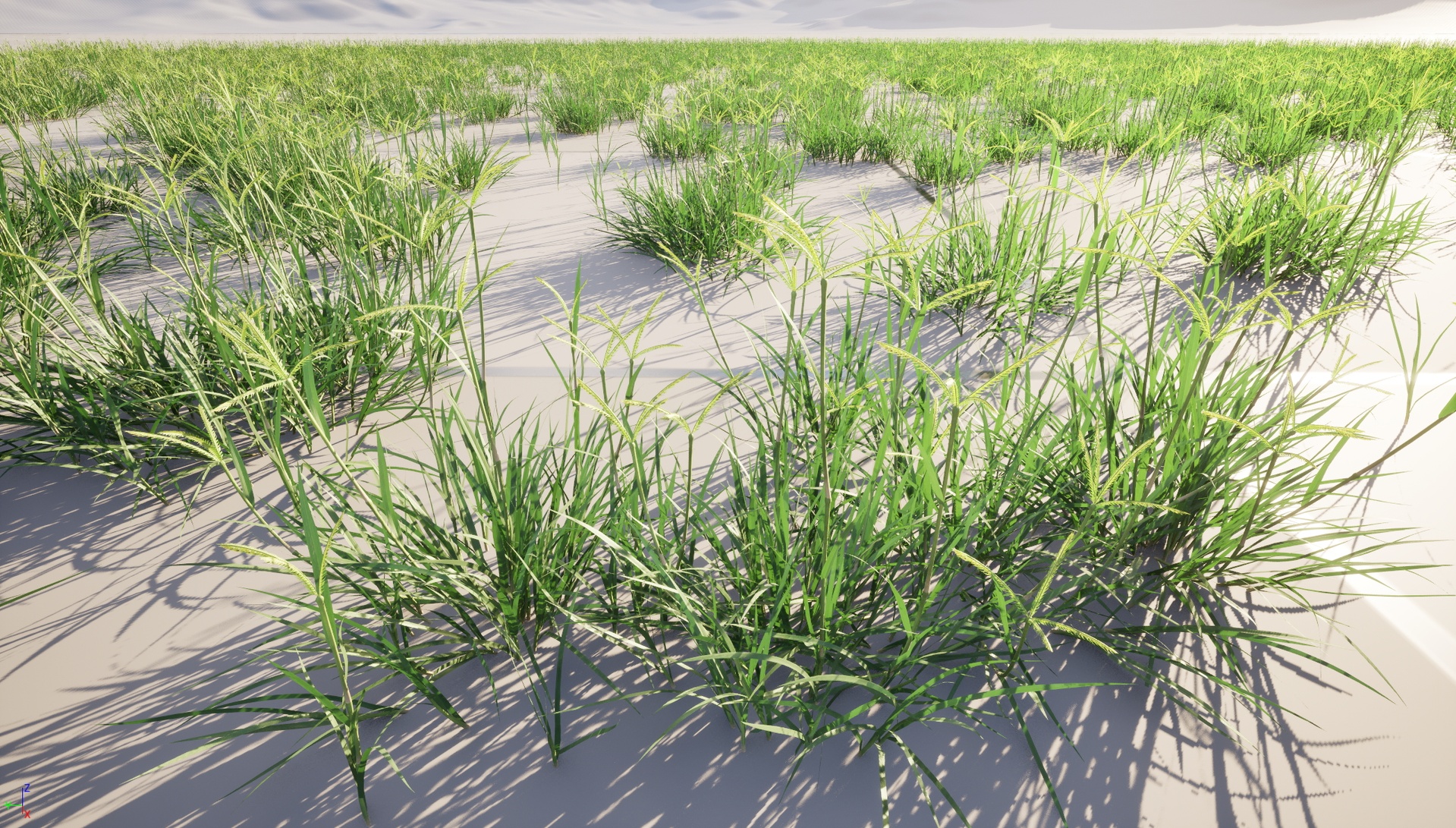 Media 1 for listing Nanite Wind Grass - Dactyloctenium aegyptium – Egyptian crowfoot