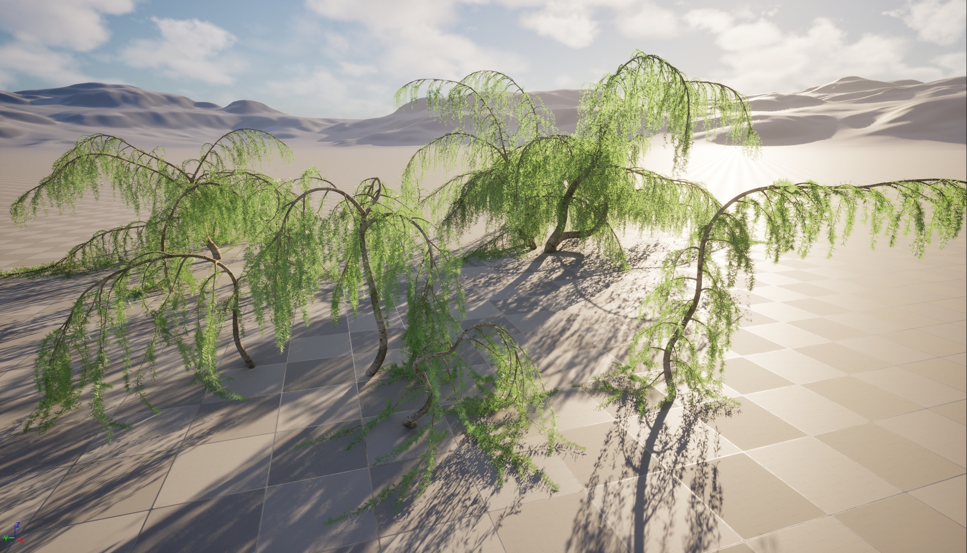 Media 1 for listing Nanite Plant Tree - Cedrus atlantica Glauca Pendula - Atlas cedar