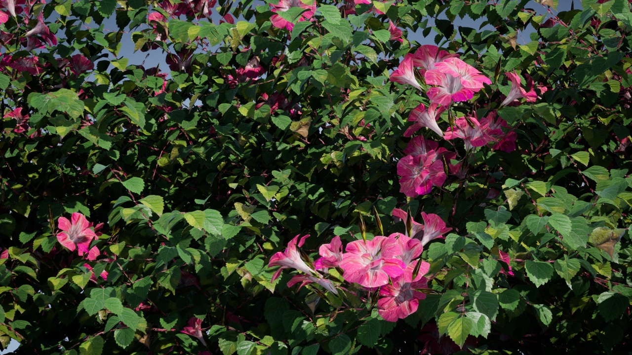 Media 1 for listing plant Courtyard Vine