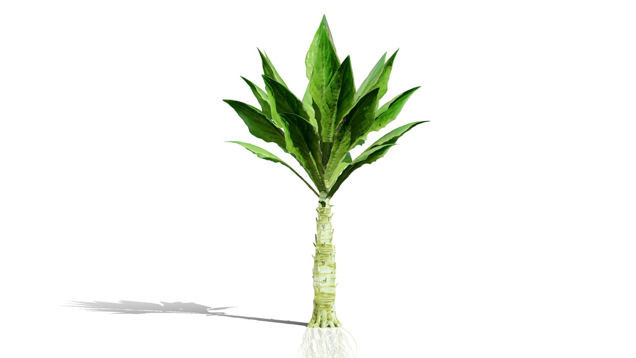 Media 1 for listing North American Celtuce Plant 3D Model Collection