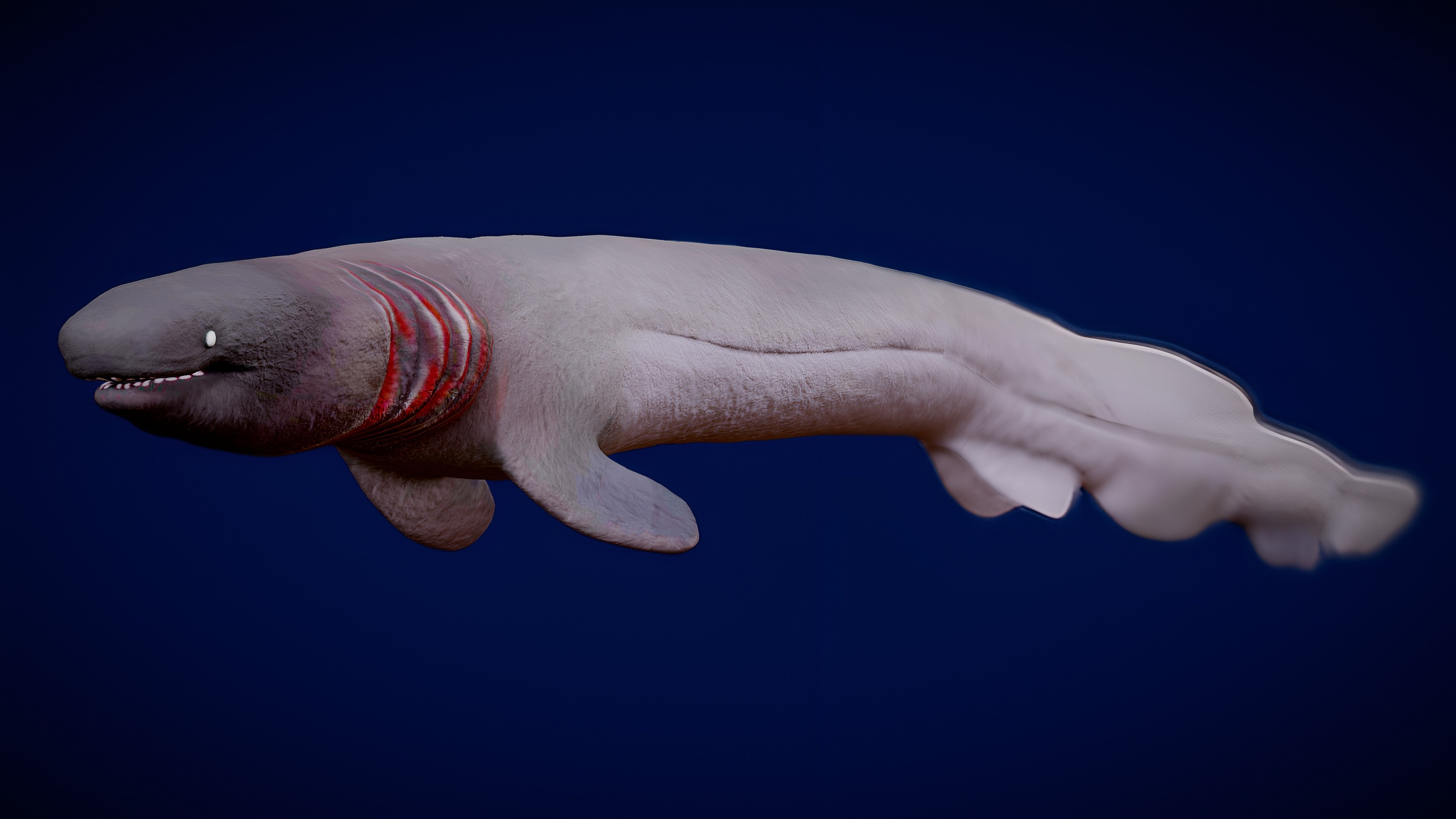 Media 1 for listing Animated Frilled Shark