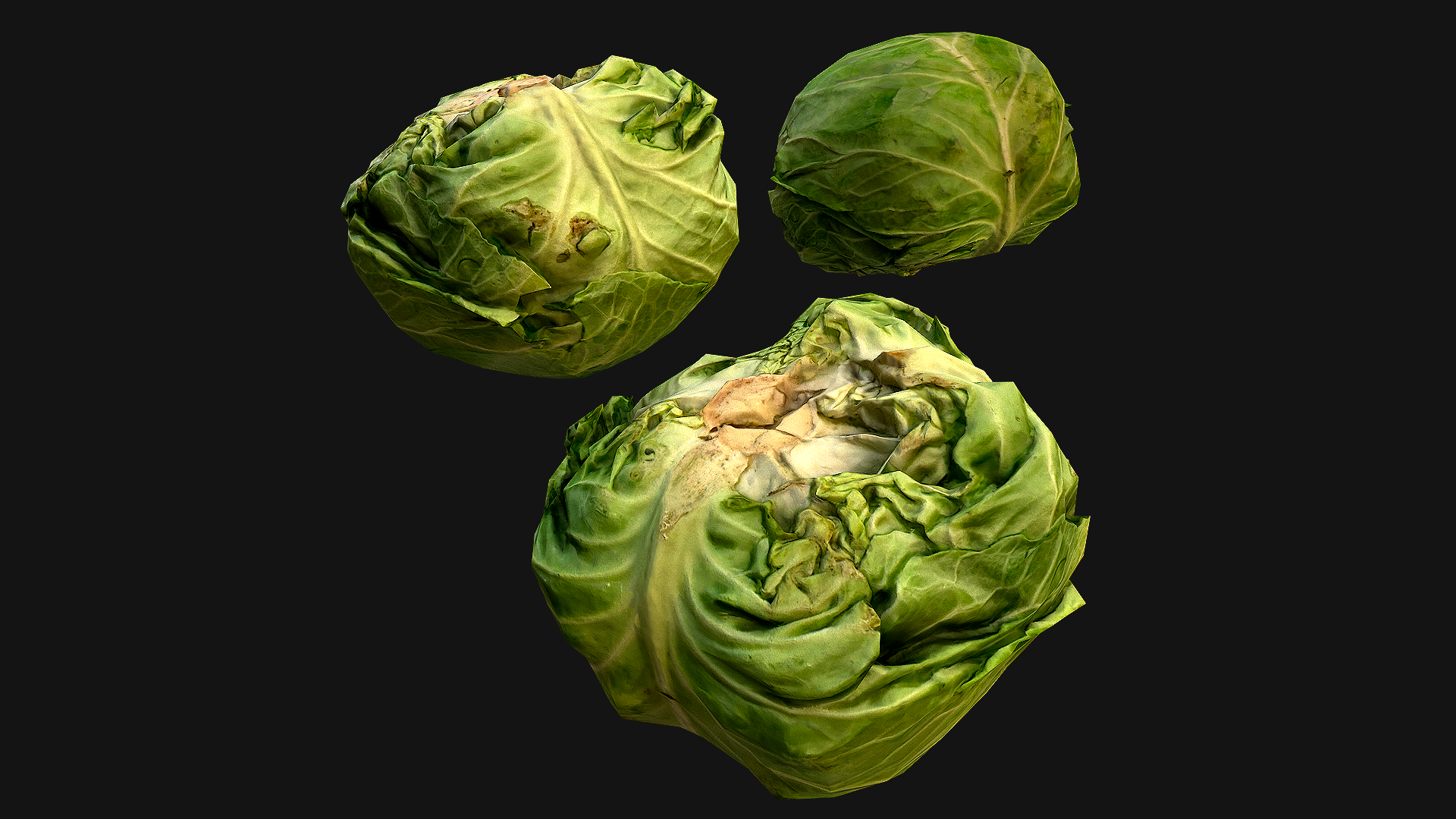Cabbage head of Vegetables Farm Village Food | Fab