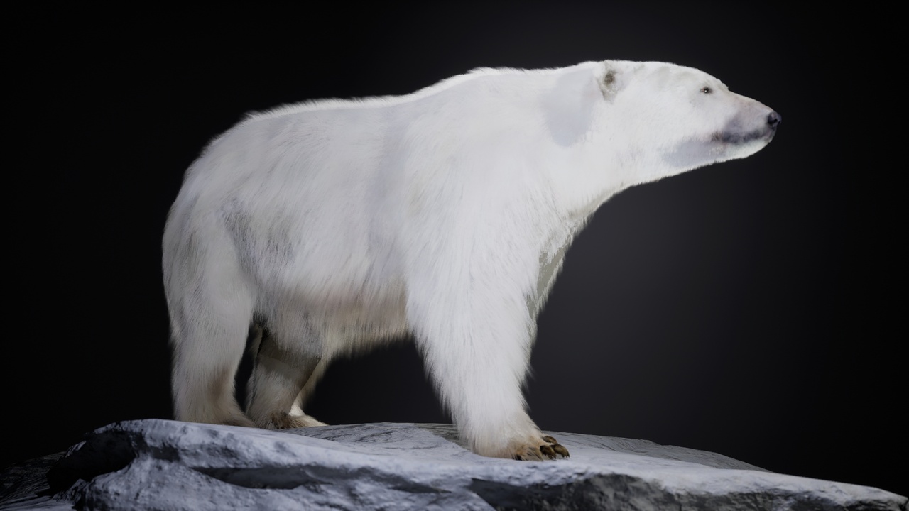 Media 1 for listing The Polar Bear