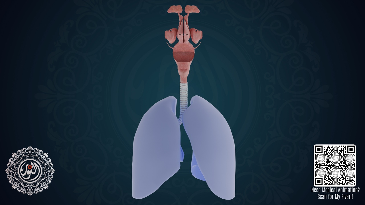 Media 1 for listing Respiratory system 3d model