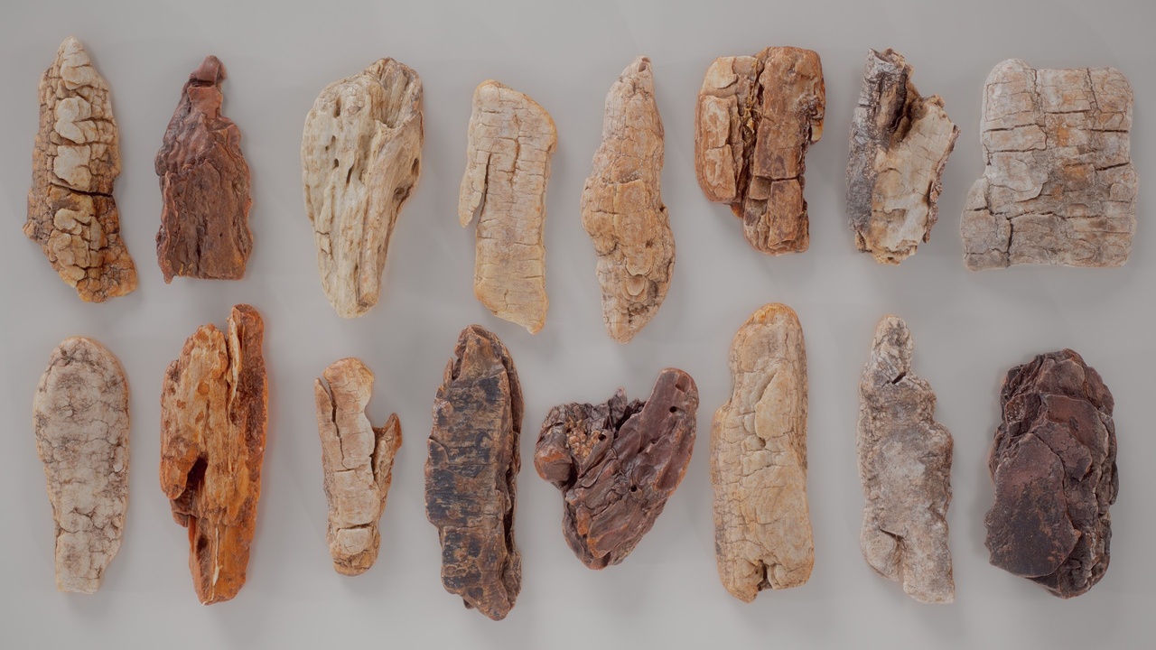 Media 1 for listing 16 3D Scanned Middle Wood Collection
