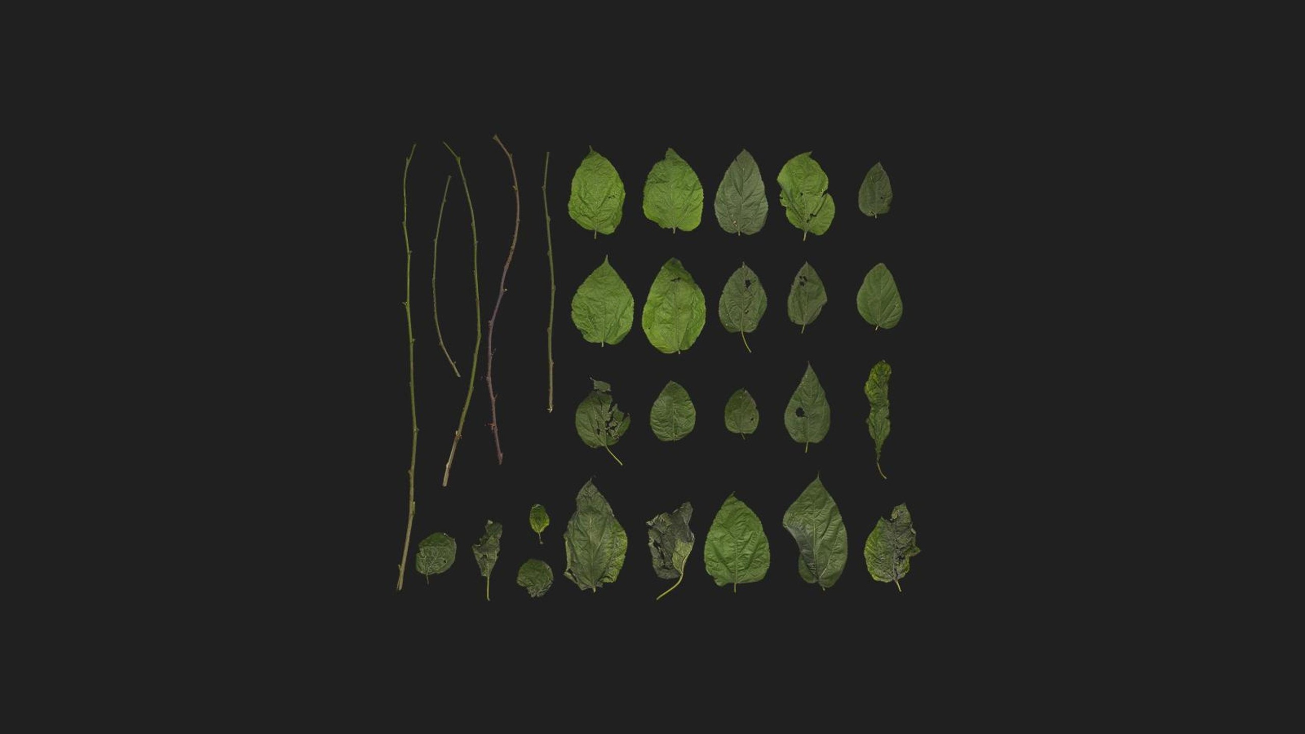 Green Shrub | Fab