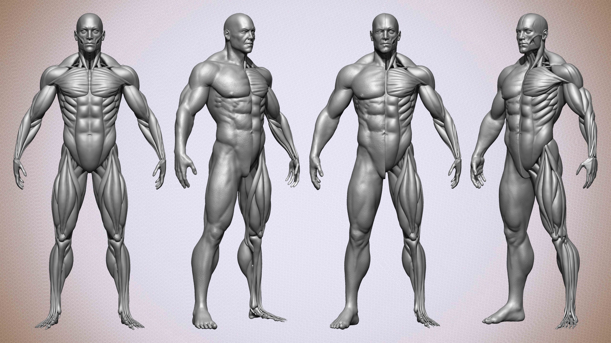 Media 1 for listing Highly Detailed Human Muscles (Male)