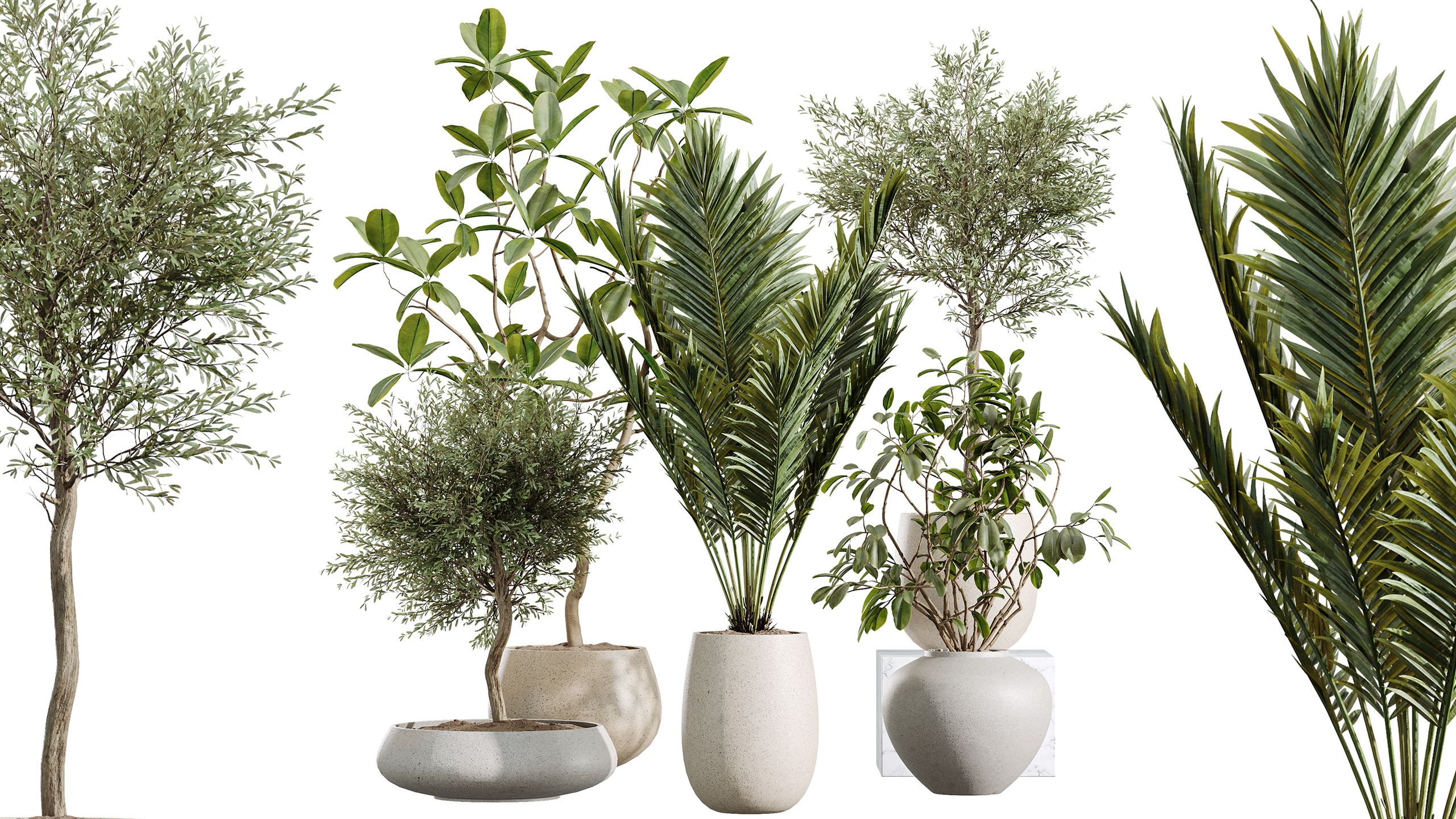 Media 1 for listing AV Indoor Plants Set 451 Olive Ficus Marginata Palm
