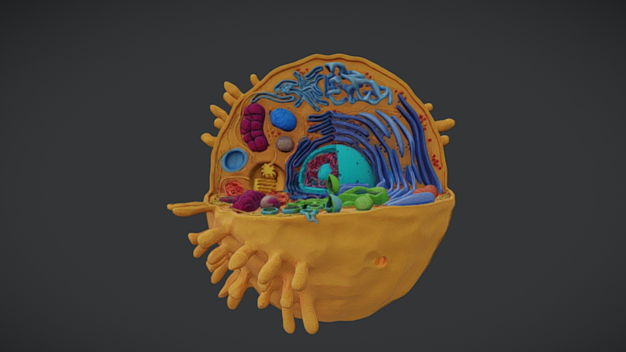 Animal Cell 3D Model: Complete Biological Structure | Fab