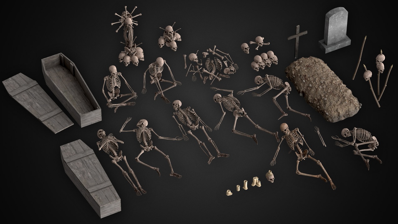 Media 1 for listing Human Skeletons and Bones