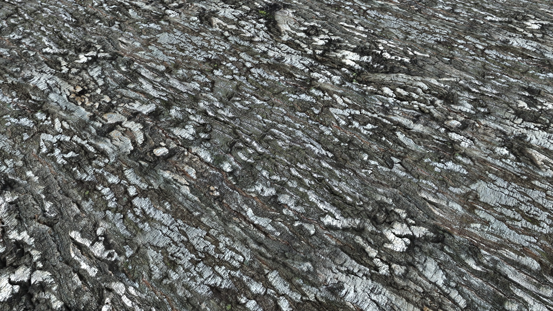 Media 1 for listing Birch Bark Textures