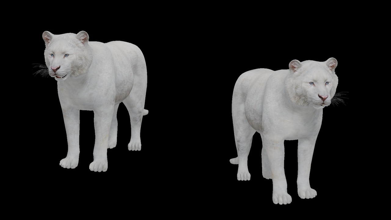 Media 1 for listing Snow White Tiger