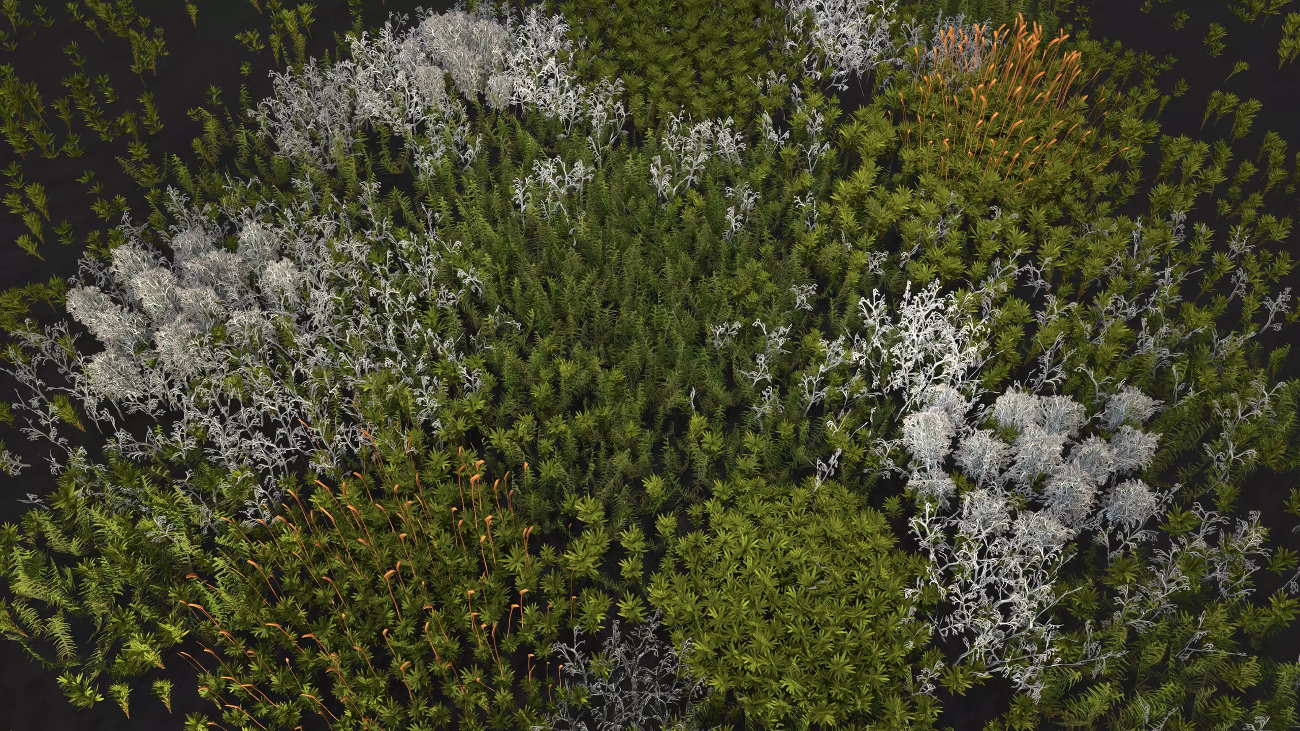 Media 1 for listing Moss and lichen