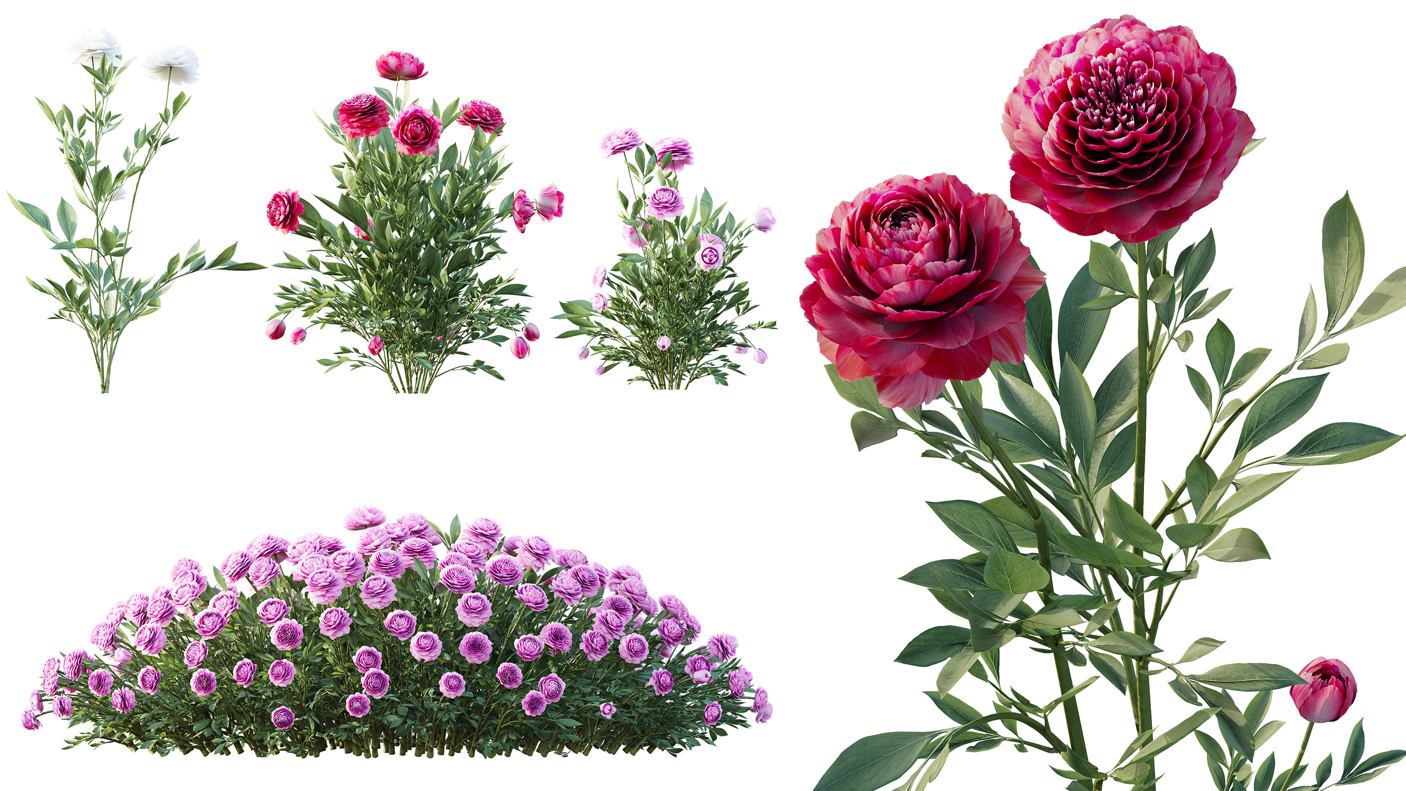 peony専用 AV Plant Chinese Peony Paeonia Lactiflora Paeoniaceae | Fab