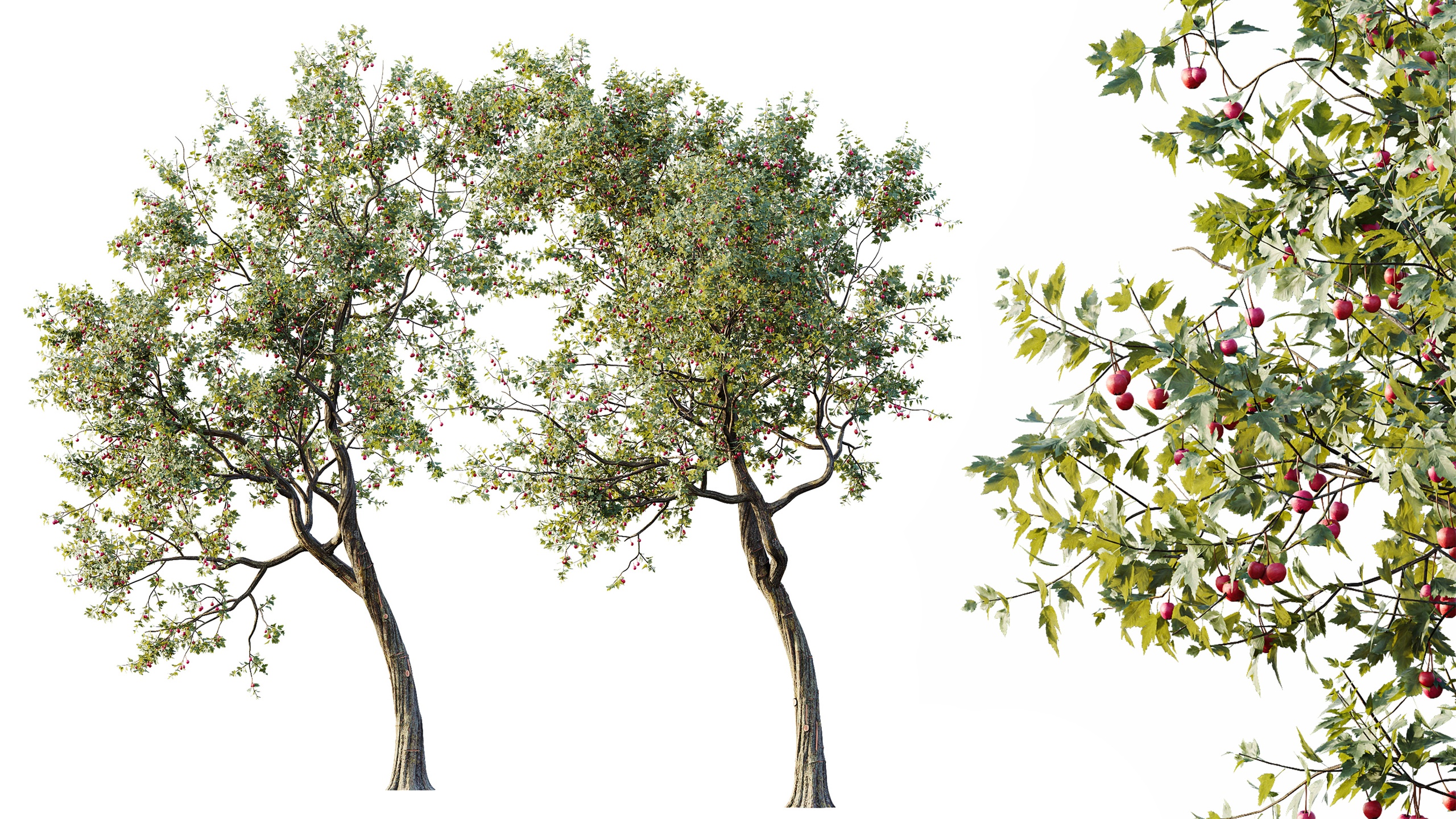 Media 1 for listing AV Plants Crataegus Pinnatifida Hawthorn Version02