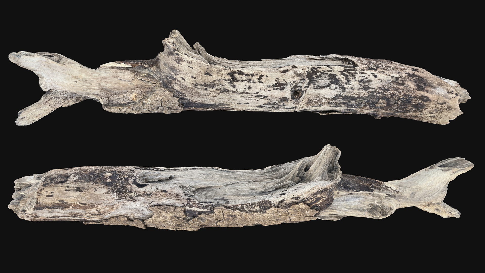 Media 1 for listing Realistic Dry Cracked Tree wood Trunk Branch 3D Scan in highpoly