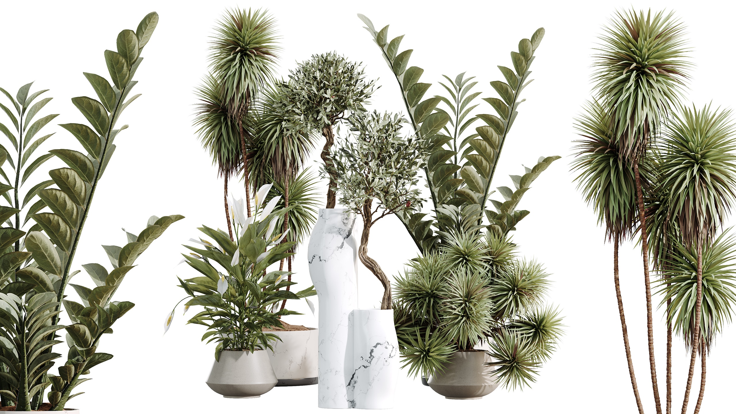 Media 1 for listing AV Indoor Plants Set 476 Yucca Olive Zamiifolia Peace Lily