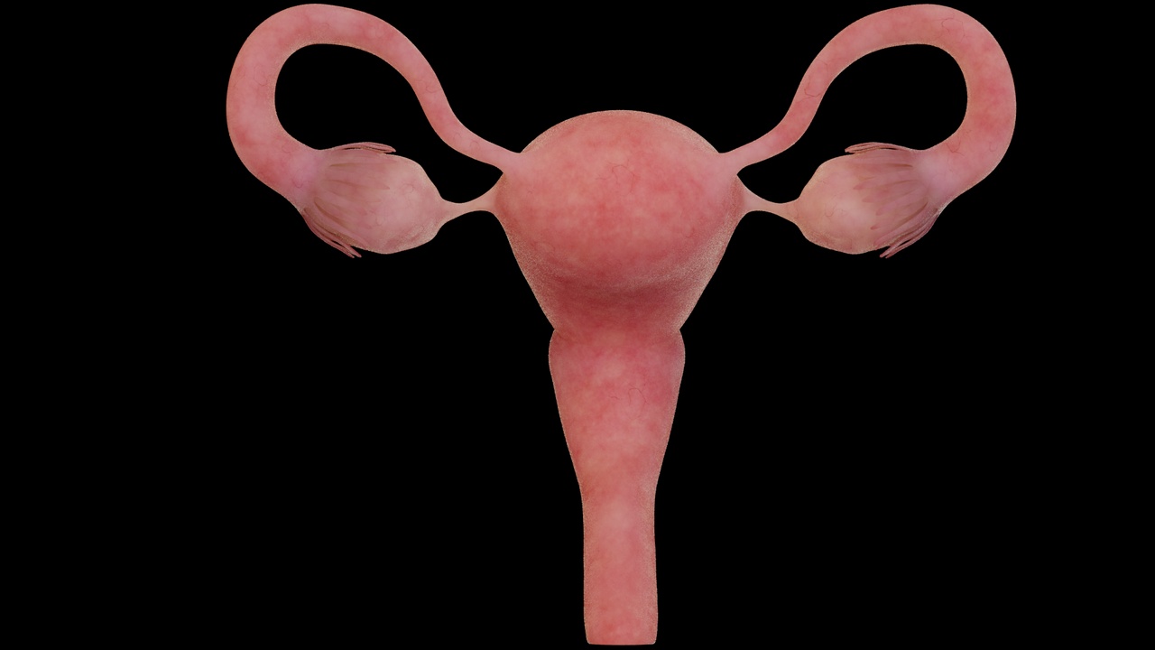 Media 1 for listing Healthy uterus, ovaries, fallopian tubes, vagina, female organs