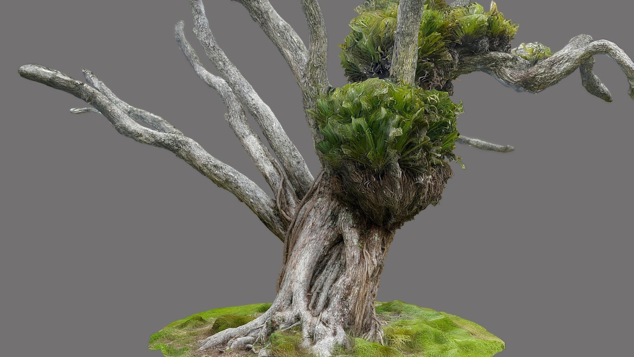 Media 1 for listing Pohutukawa tree 6 rescan