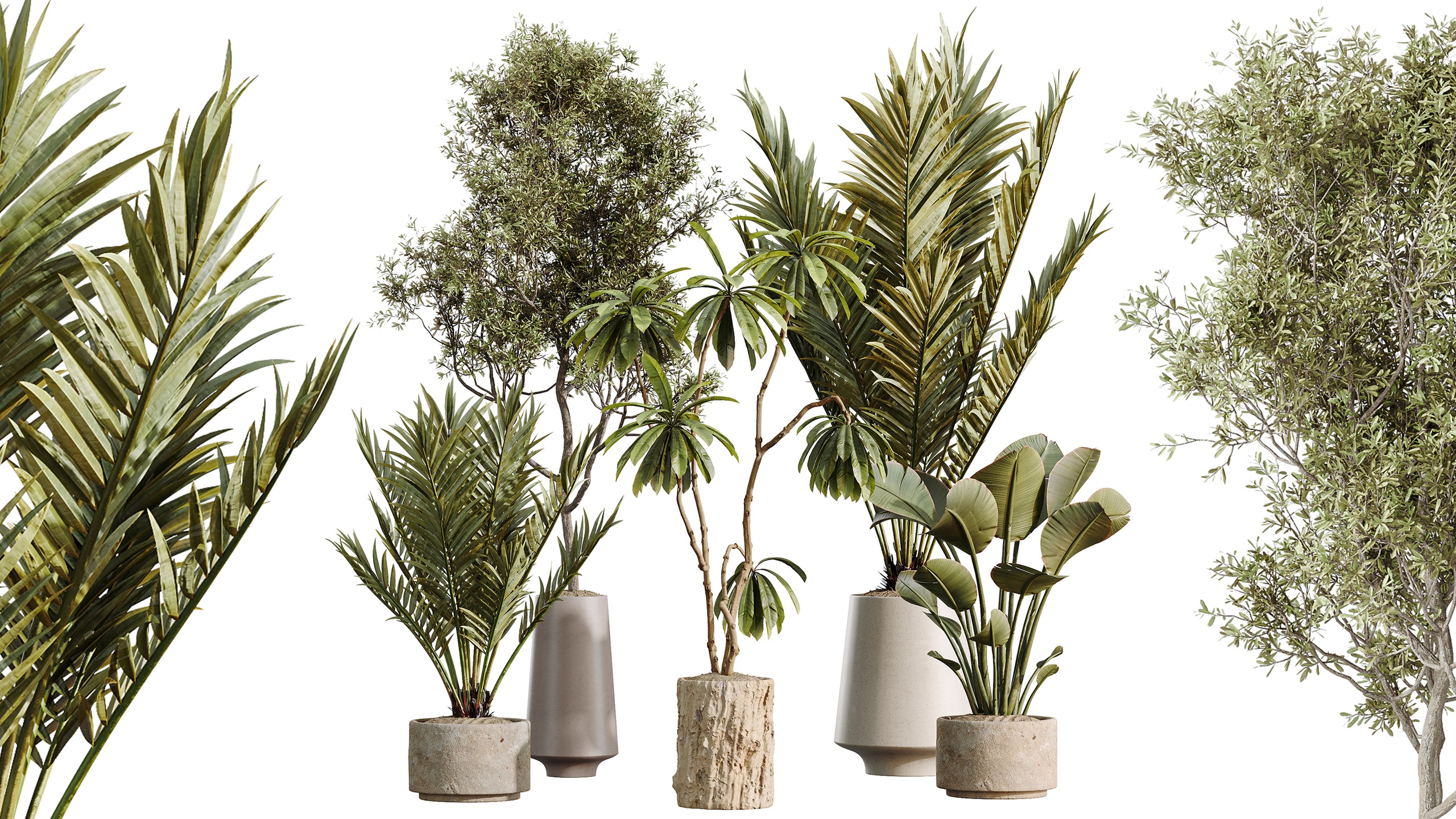 Media 1 for listing AV Indoor Plants Set 497 Ravenala Banana Olive Areca Palm