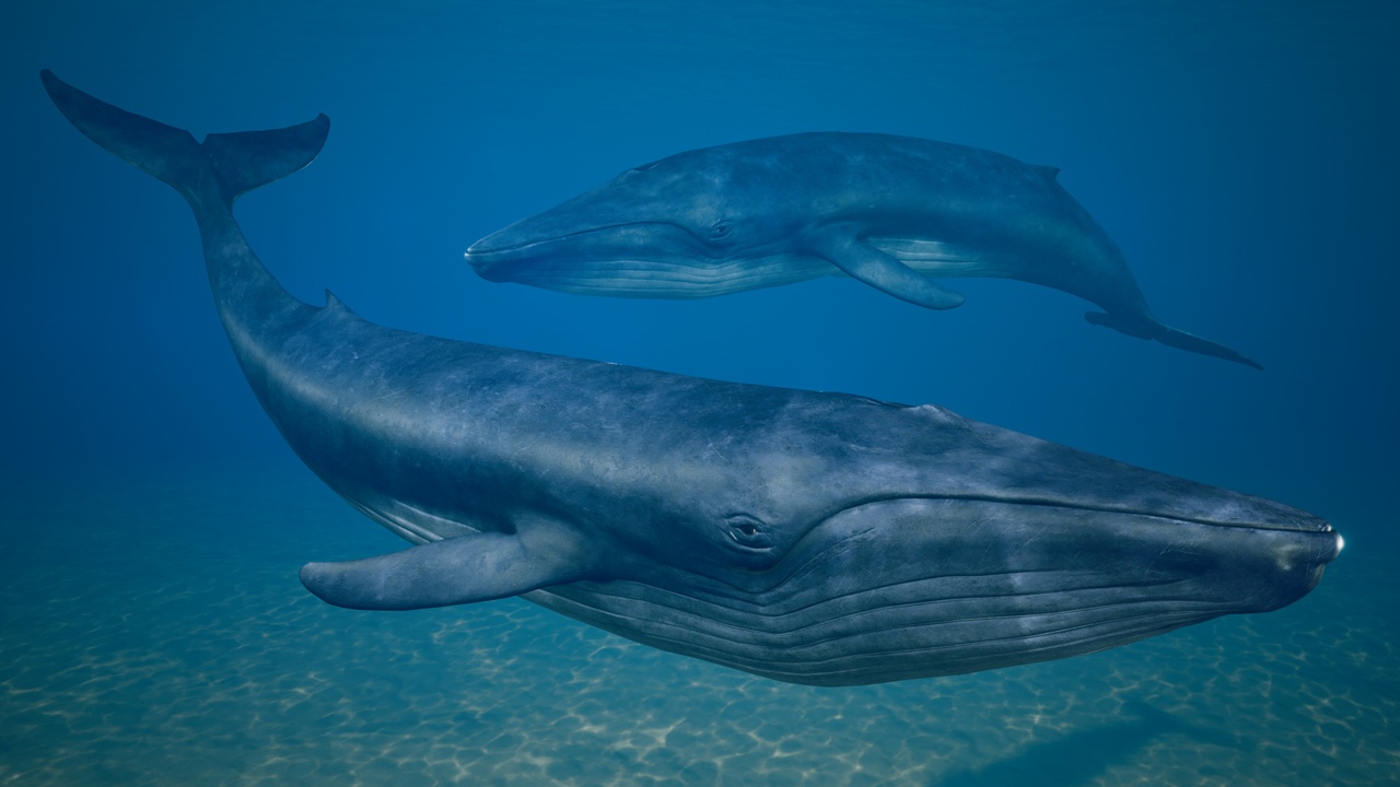 Media 1 for listing Blue Whale