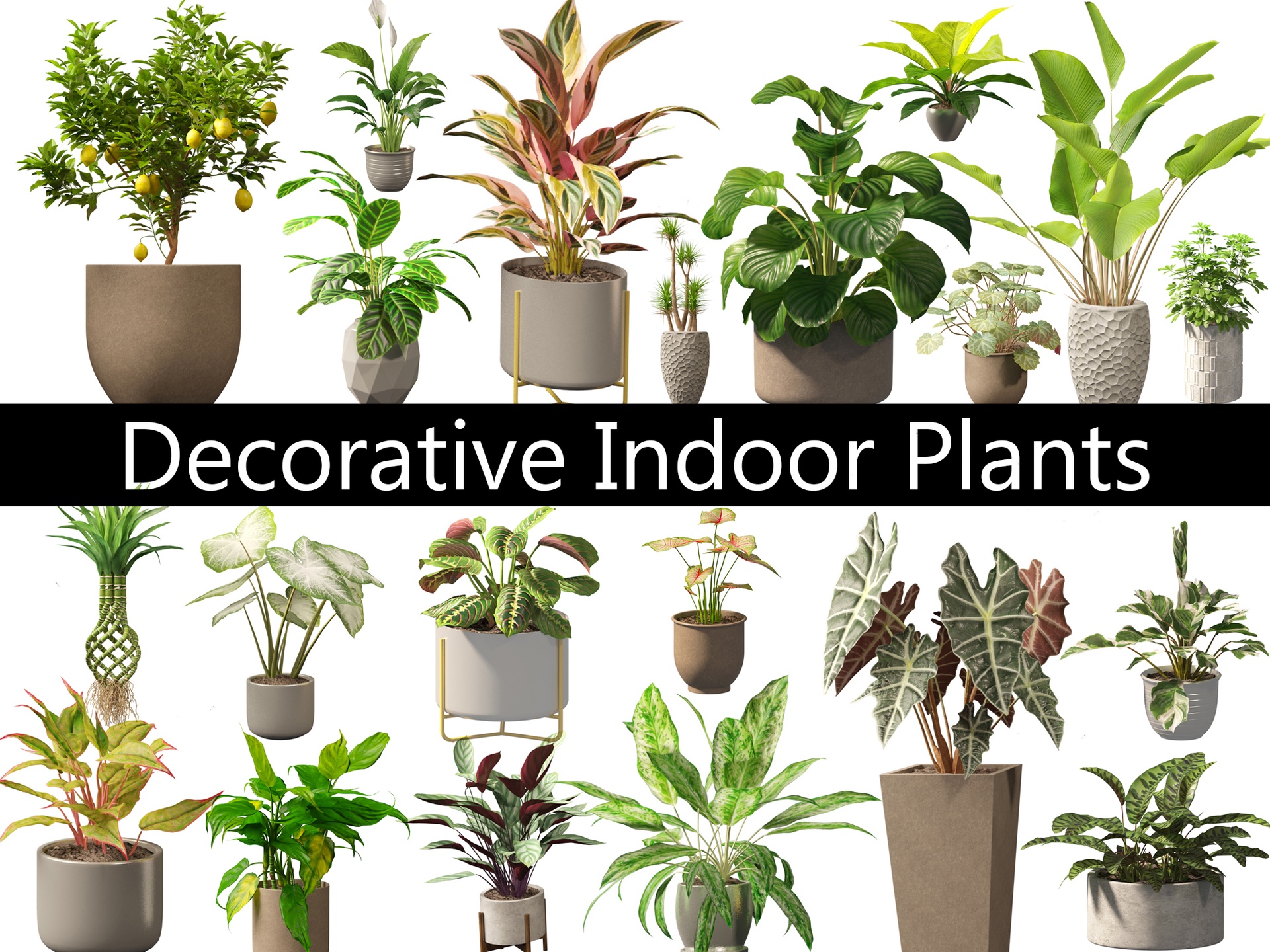 Media 1 for listing Decorative Indoor Plants Essentials 41