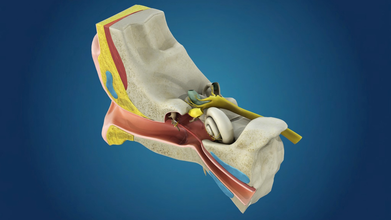 Media 1 for listing Human Ear Anatomy (3D Model)