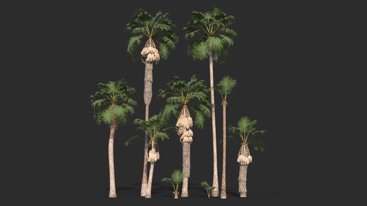 Media 1 for listing Modular Mexican Fan Palm Tree - Washingtonia Robusta