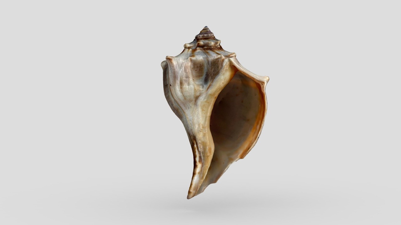 الوسائط 1 للقائمة Knobbed Whelk