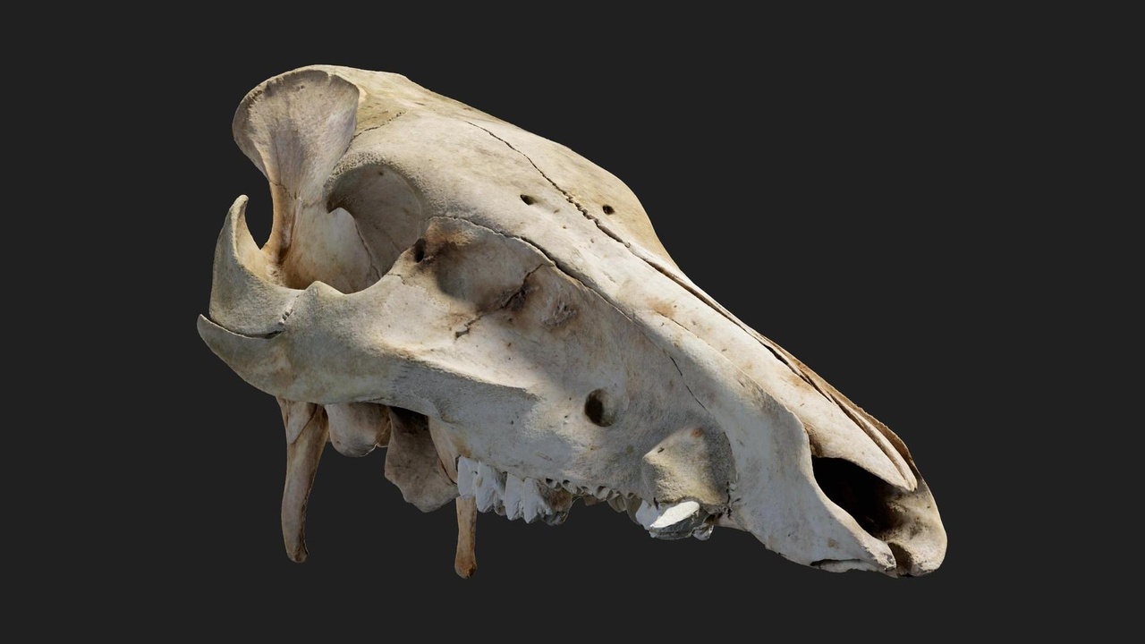 Media 1 for listing Animal Skull