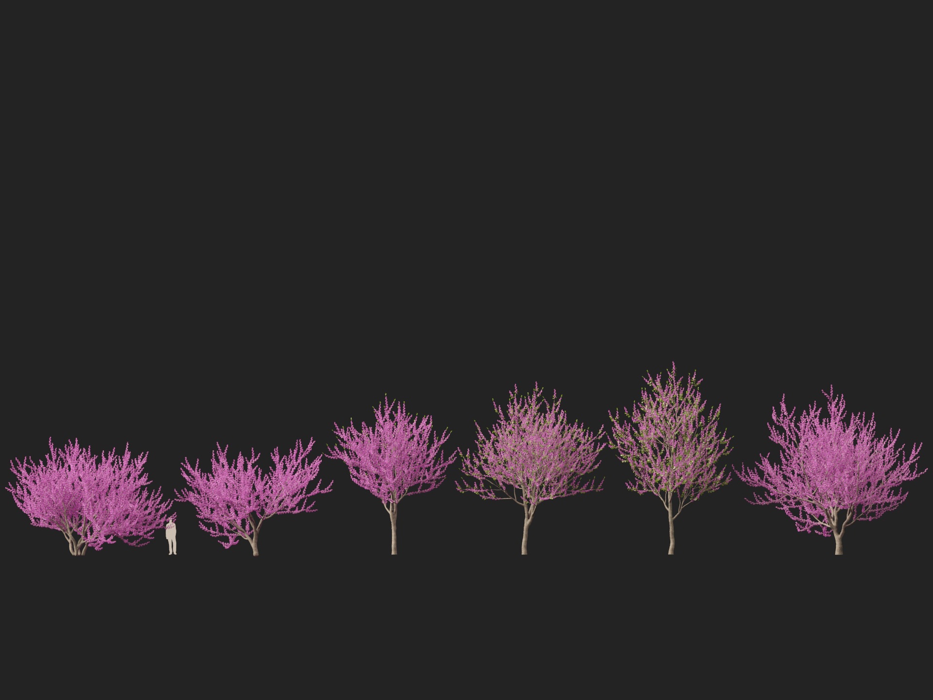 Media 1 for listing (Highpoly+Low Poly) Cercis siliquastrum - Judas tree