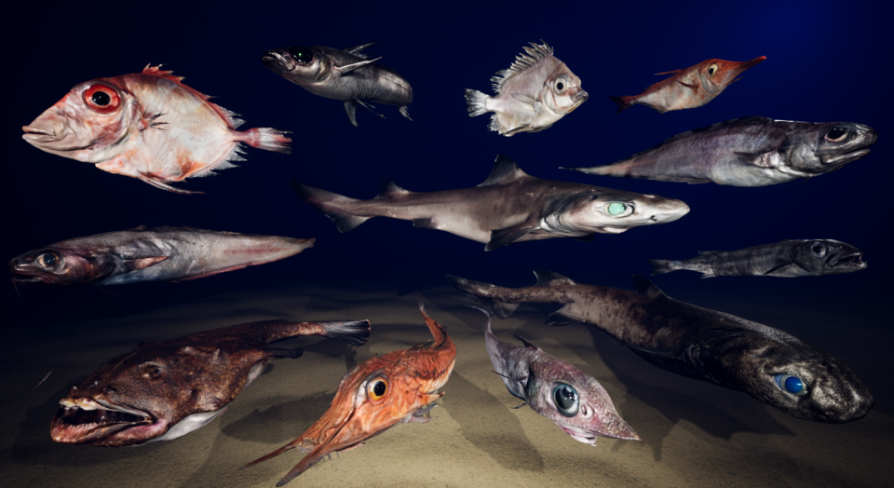 Deep Sea Fish for School System | Fab