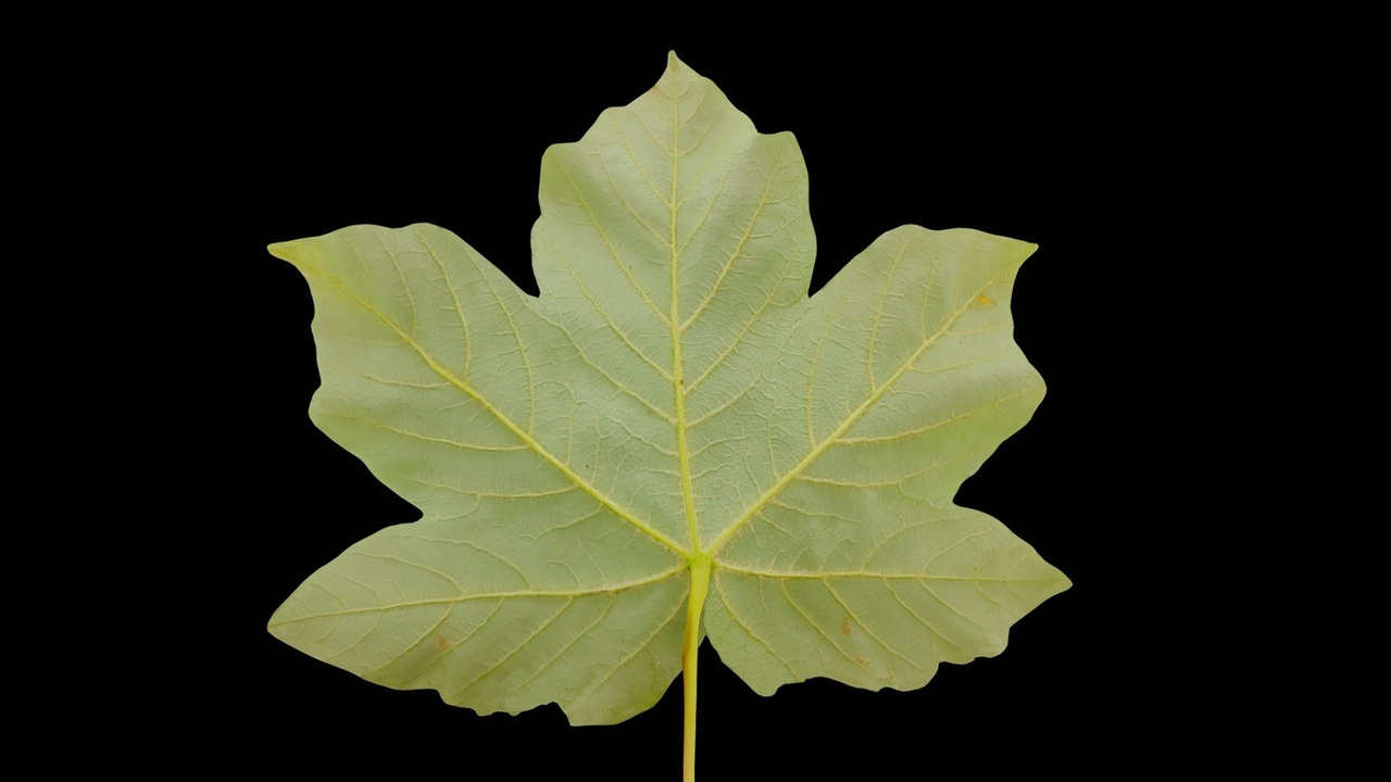 Media 1 for listing Maple Leaf