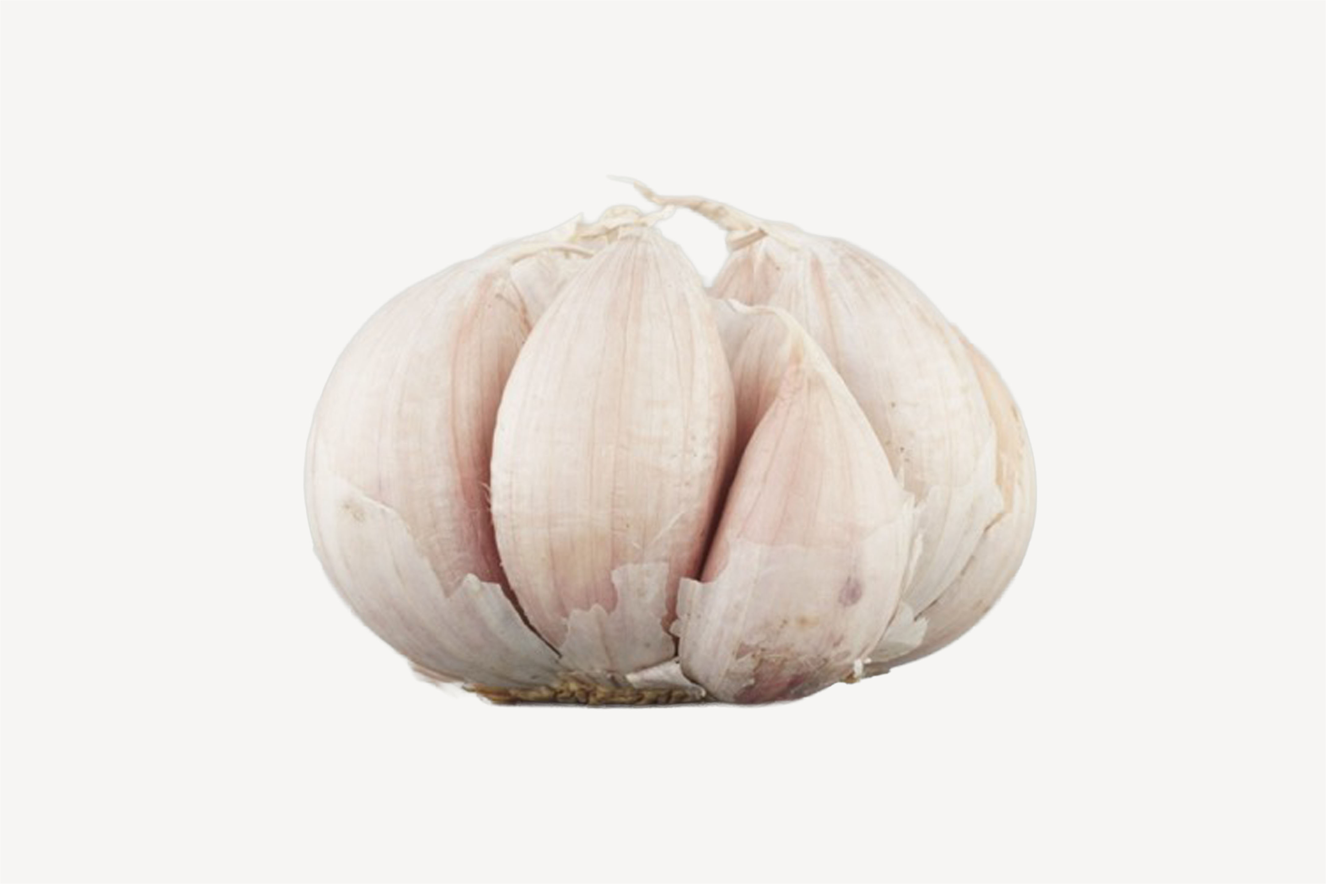 Garlic bulb | Fab