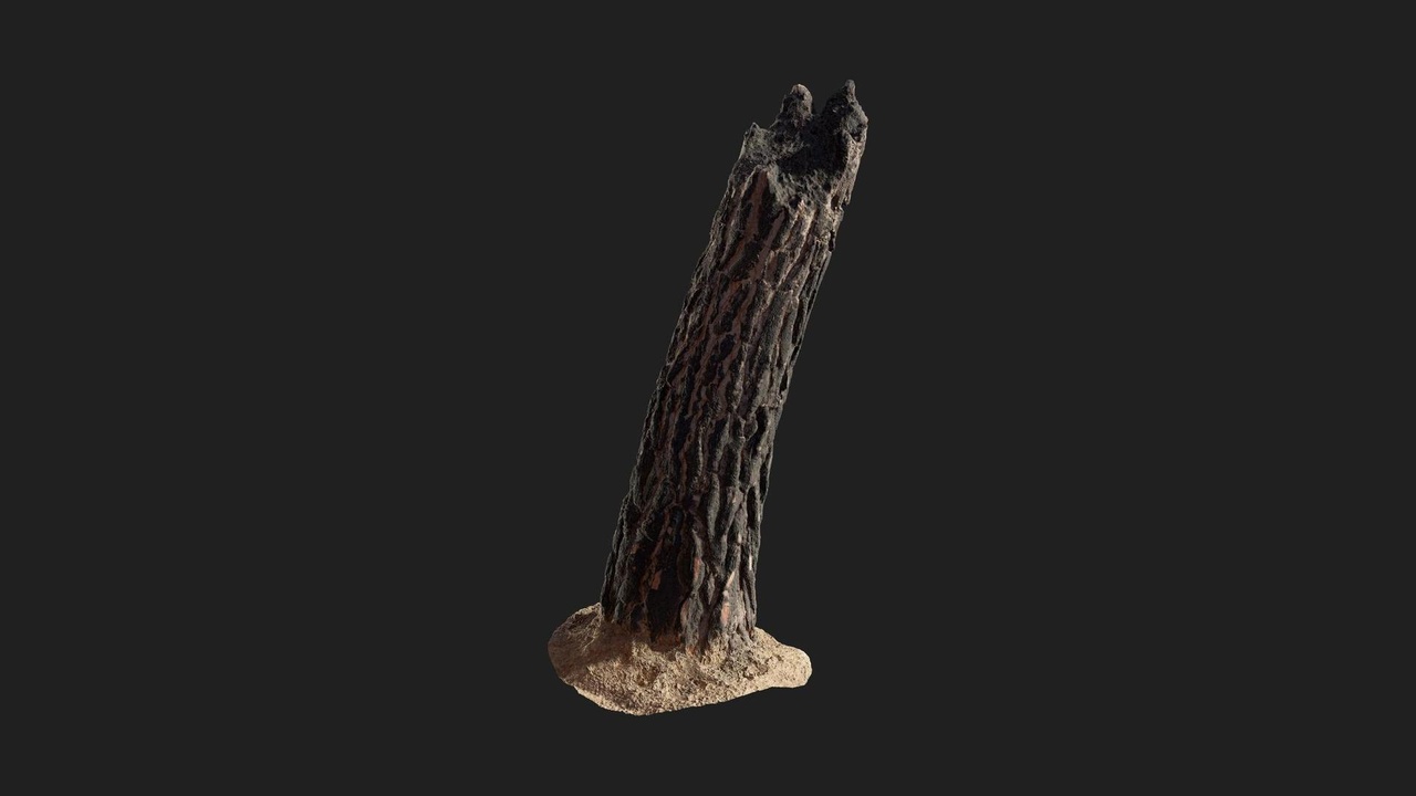 Media 1 for listing Burnt Tree Trunk
