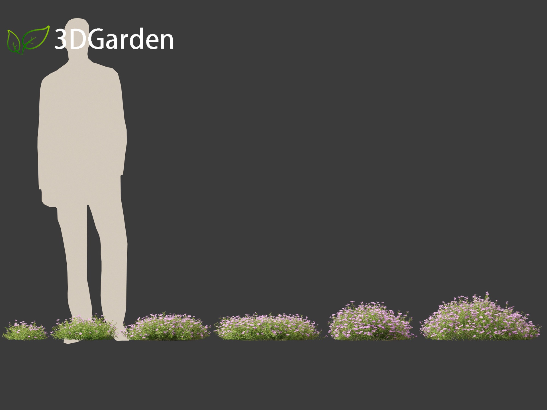 Media 1 for listing Phlox subulata - creeping phlox 01
