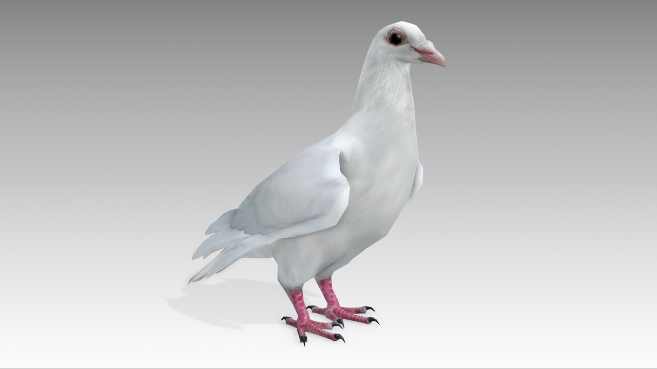 Media 1 for listing Dove
