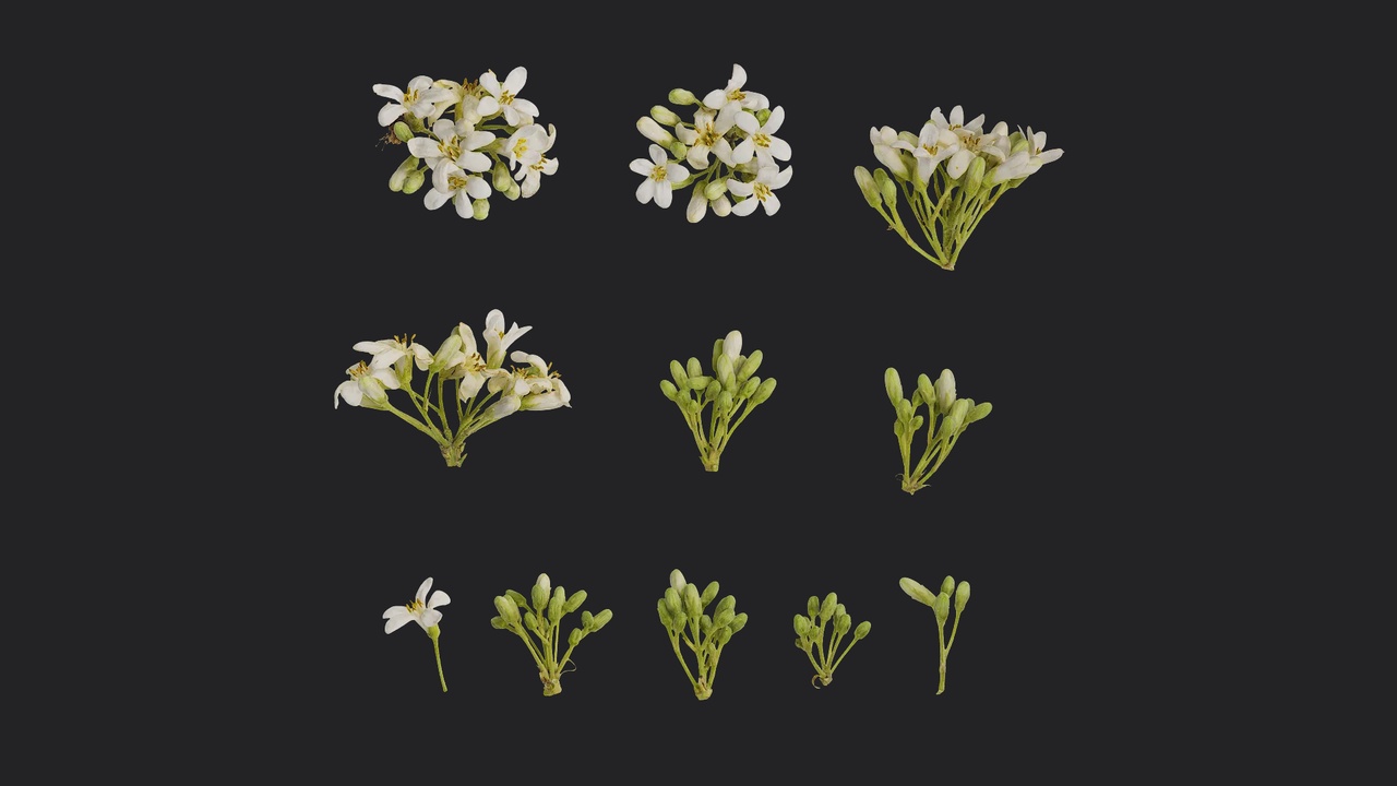 Media 1 for listing AD Pittosporum glabratum Flower 01
