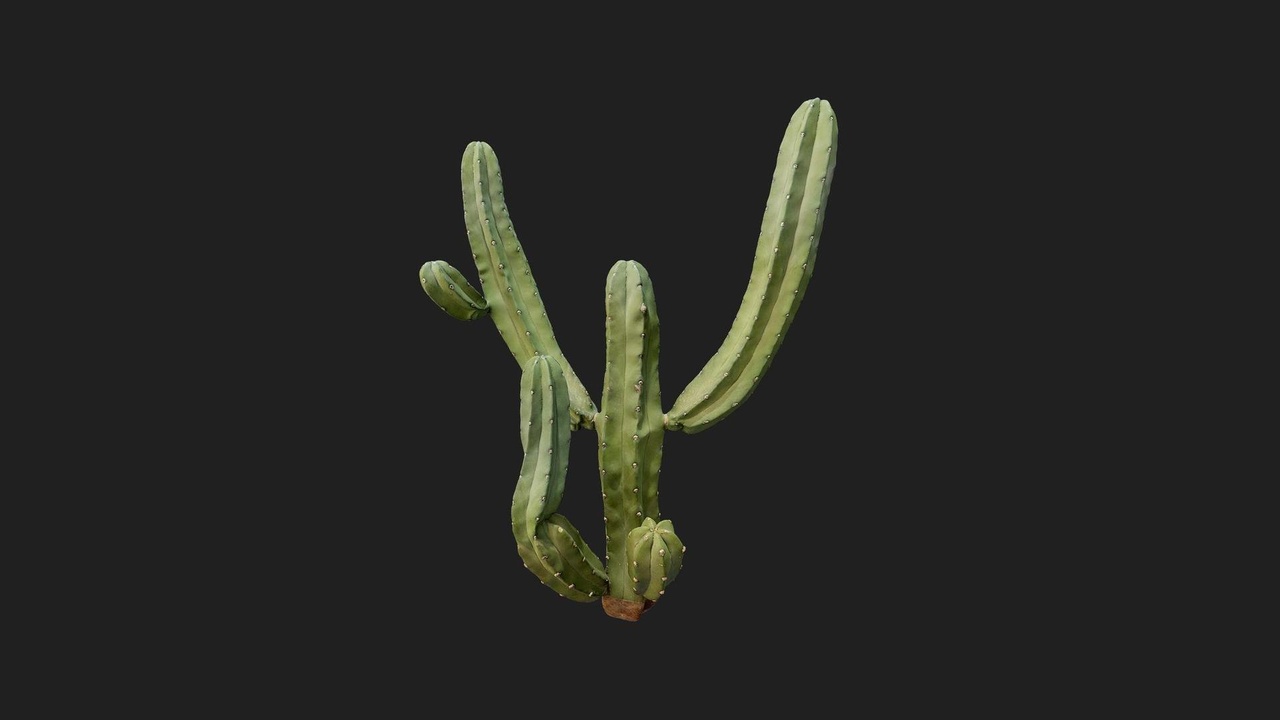 Media 1 for listing Desert American Plant Cactus Medium 03
