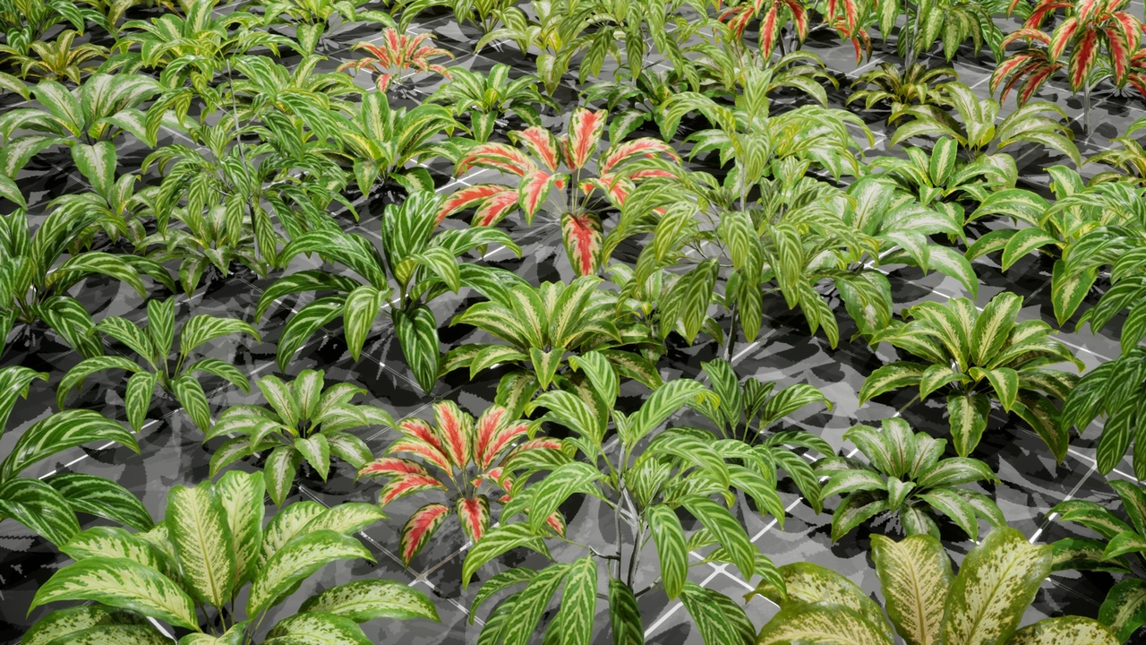 Media 1 for listing Plant - Aglaonema
