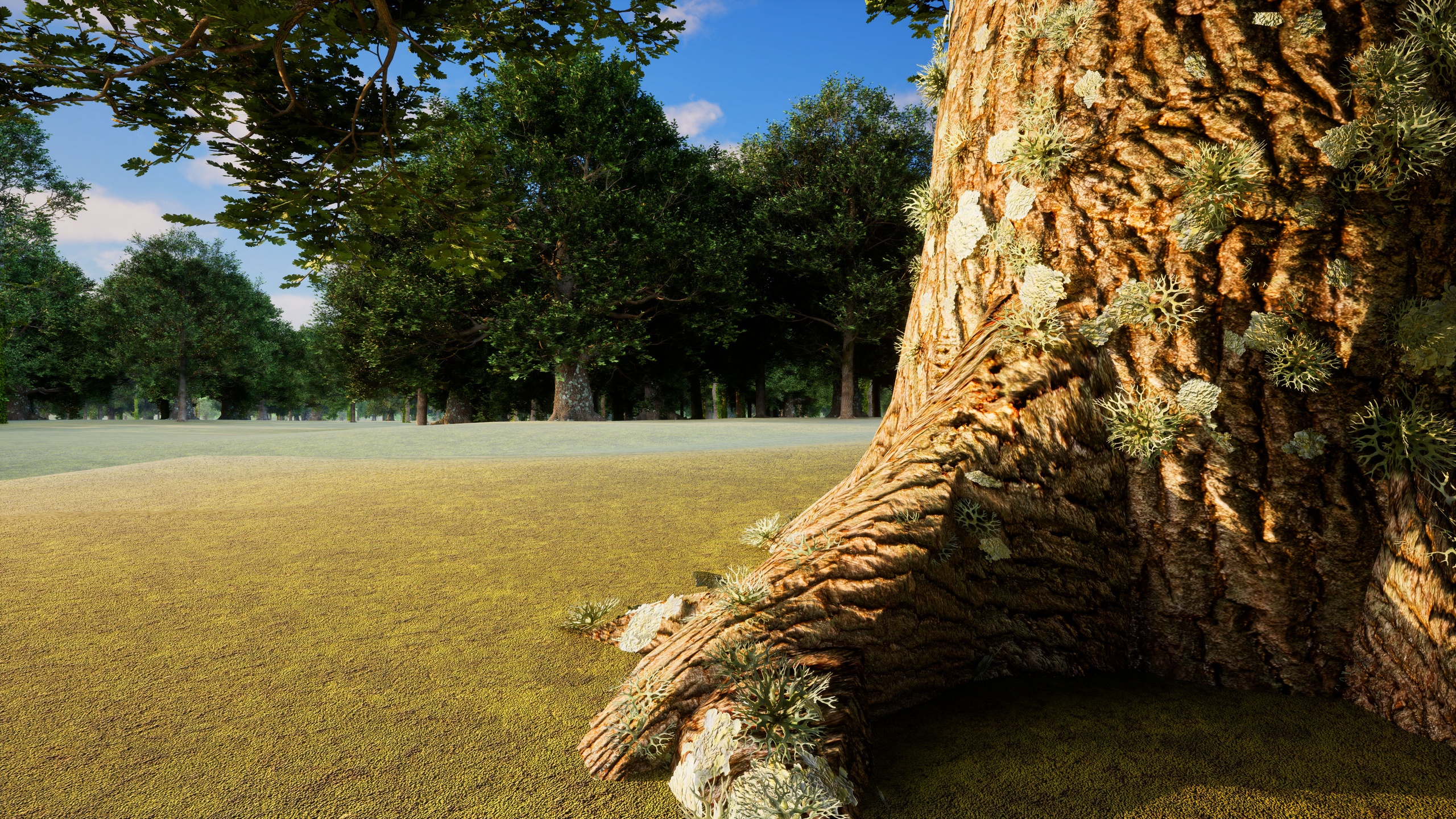 الوسائط 1 للقائمة Quercus Robur (Oak) Tree Pack