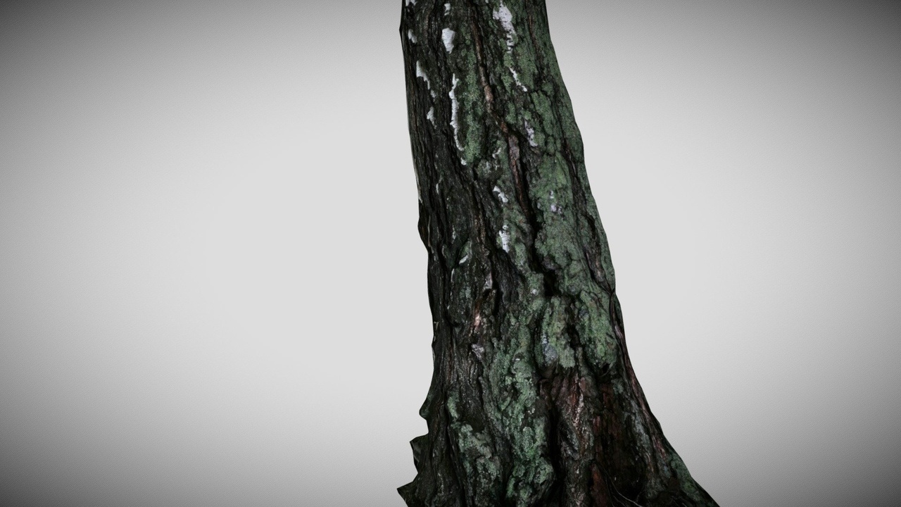 Media 1 for listing Scanned Birch Tree (Low Poly)