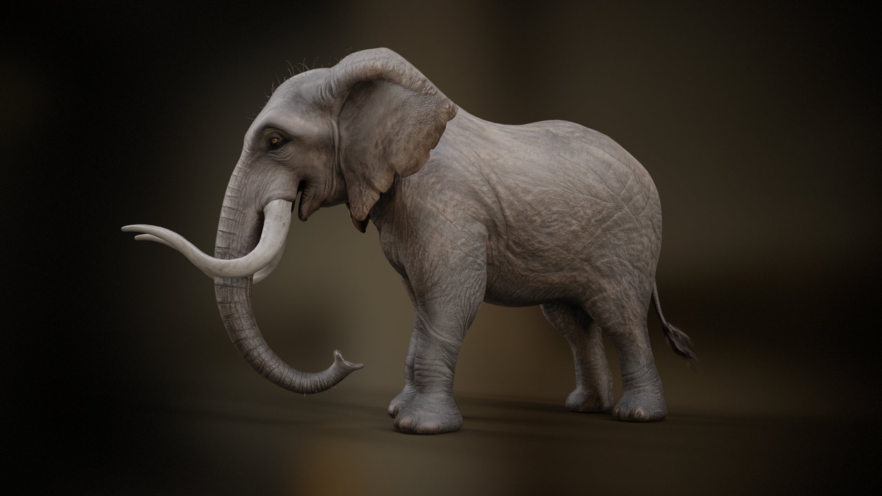 Media 1 for listing Elephant_A1