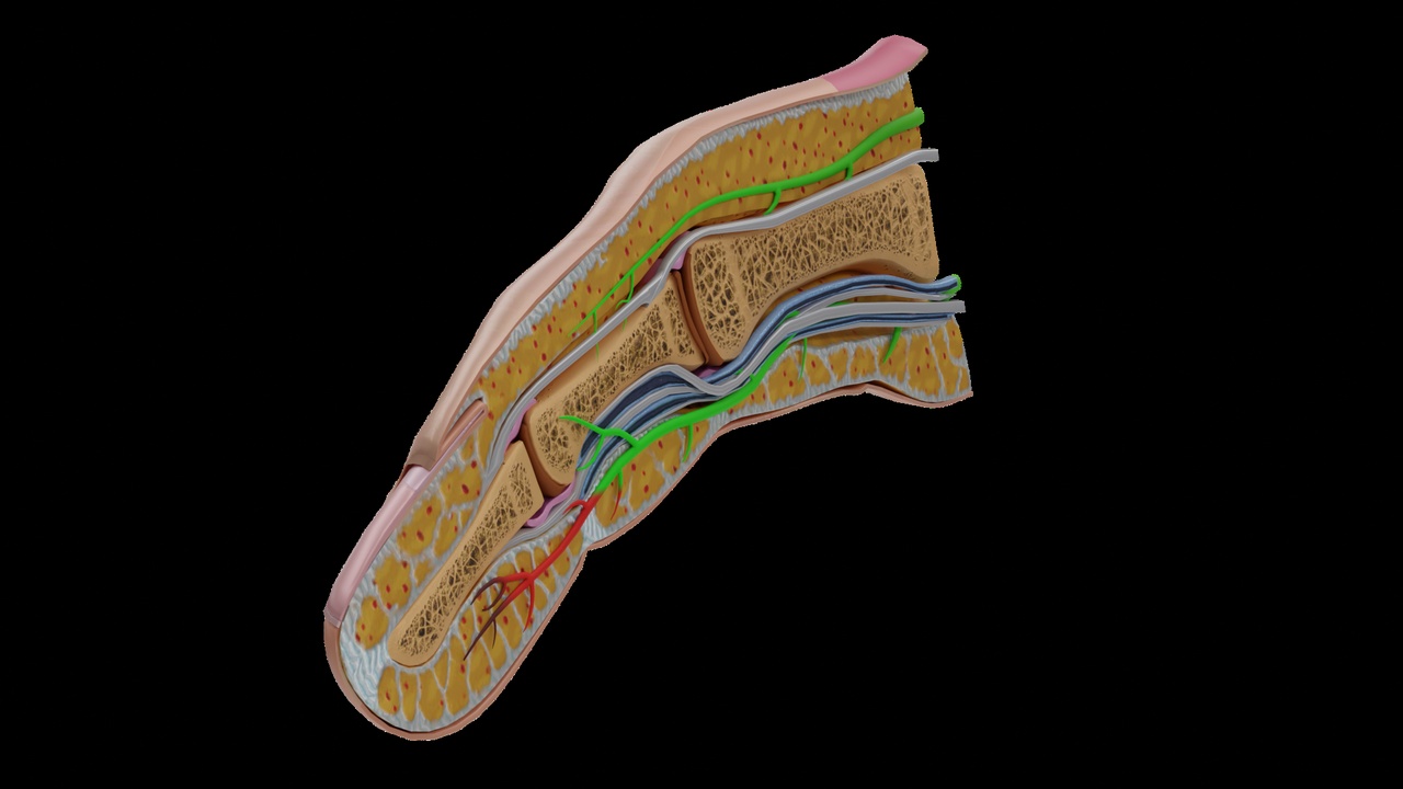 Media 1 for listing Finger Anatomy Cross Section 3D Model  Realistic Bone Nerves Tissue