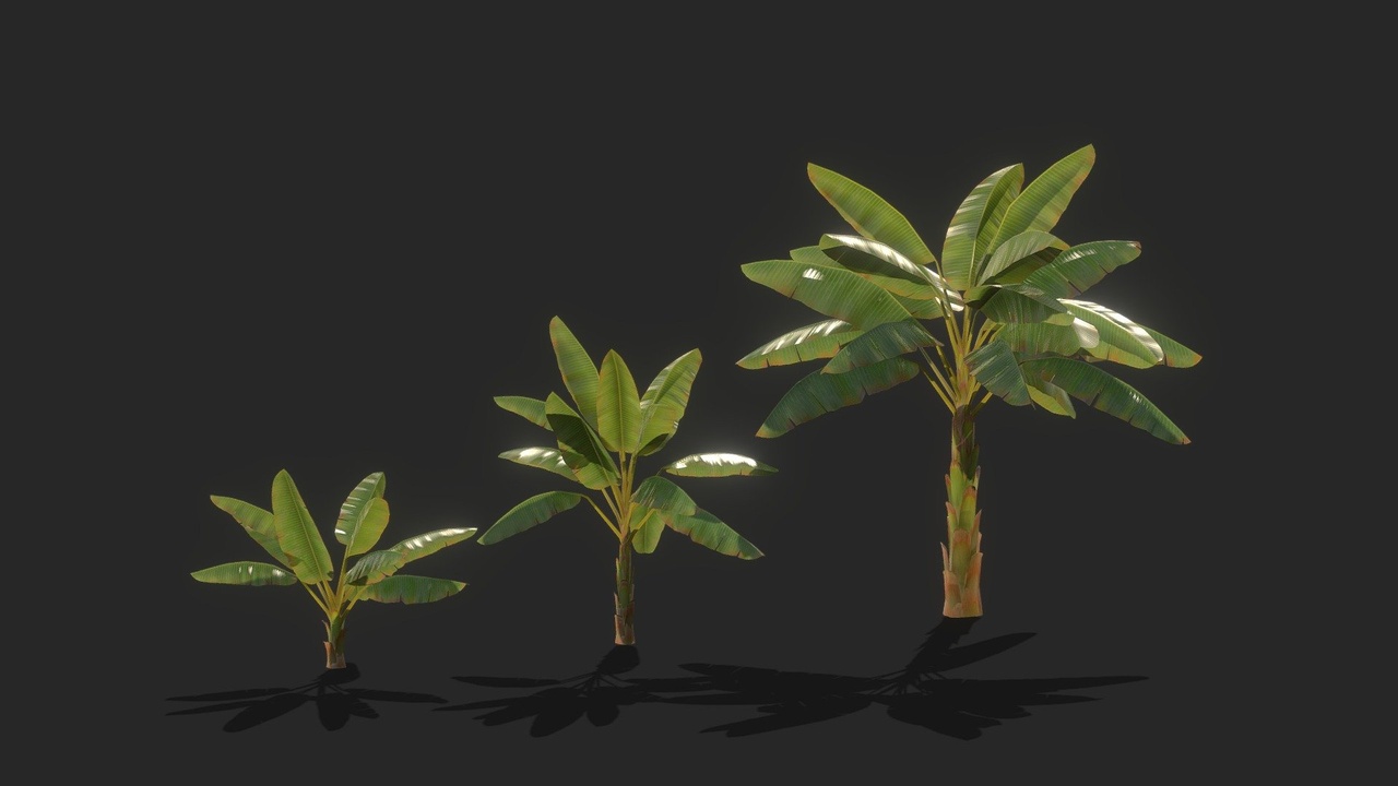 Media 1 for listing BANANA TREE