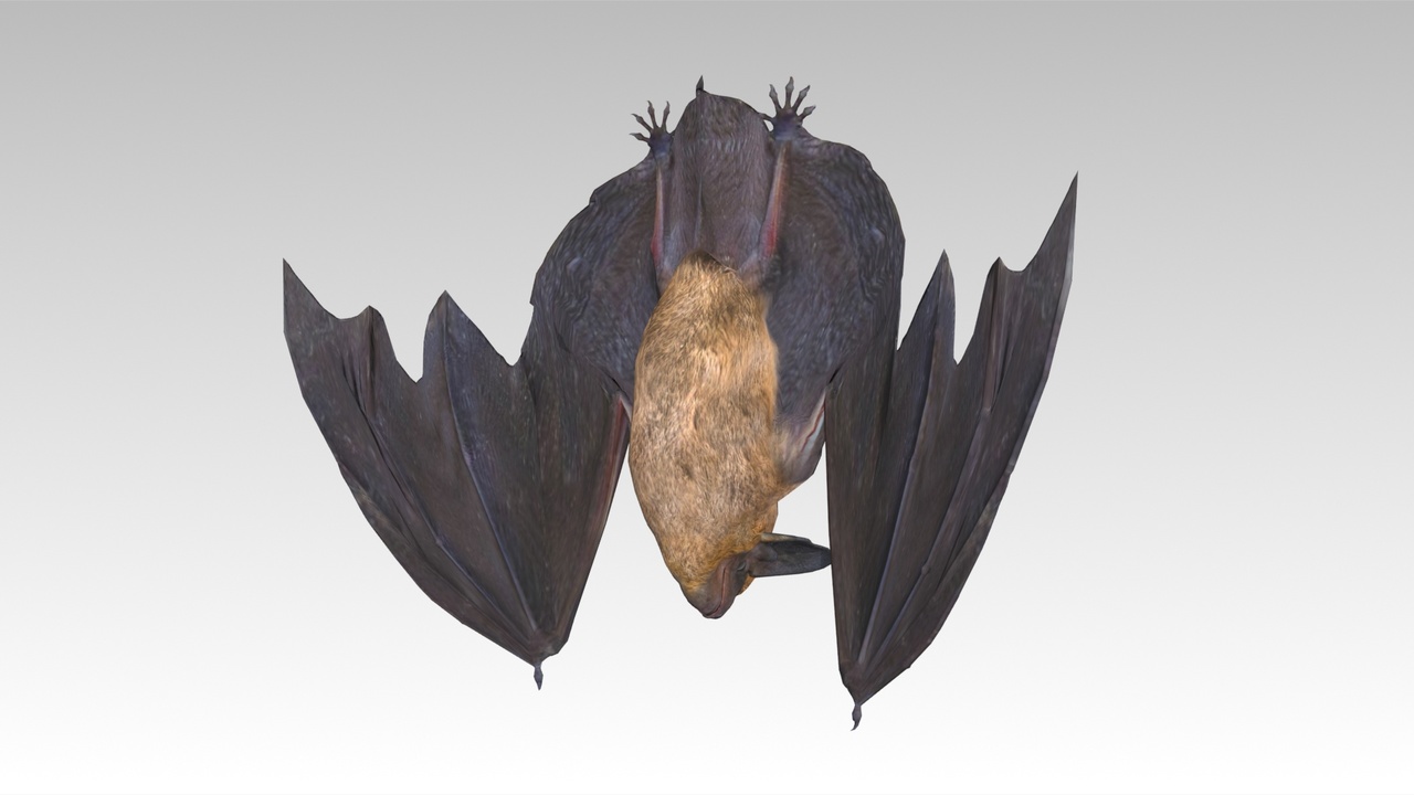 商品 Common Pipistrelle Bat 的媒体 1