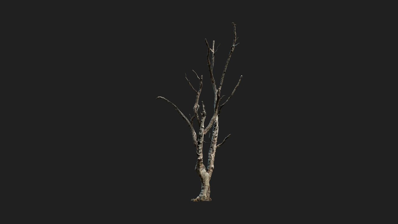 Media 1 for listing Dead Tree