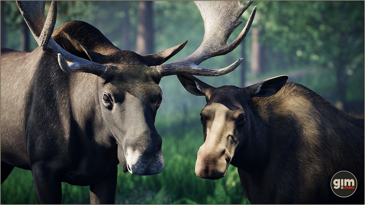 Media 1 for listing Animalia - Moose (pack)